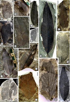 Fossil leaves collected from the Nagaland belonging